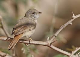 Image result for Sylvia nana