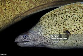 Image result for Muraena helena