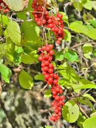 Attēlu rezultāti vaicājumam “Schisandra chinensis”