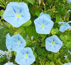 Image result for Ipomoea purpurea
