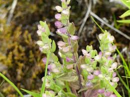 Attēlu rezultāti vaicājumam “Lepidium densiflorum”