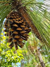 Attēlu rezultāti vaicājumam “Pinus”