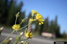 Attēlu rezultāti vaicājumam “Crepis tectorum fruit”