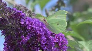 Attēlu rezultāti vaicājumam “Gonepteryx rhamni female”