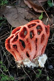 Attēlu rezultāti vaicājumam “Collaria rubens spores”