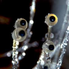 Attēlu rezultāti vaicājumam “Exobasidiales”