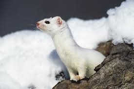 Attēlu rezultāti vaicājumam “Mustela erminea”