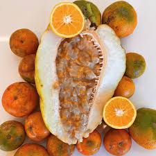 Attēlu rezultāti vaicājumam “Juncus gerardii fruit”