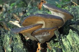 Attēlu rezultāti vaicājumam “Pseudohydnum gelatinosum”