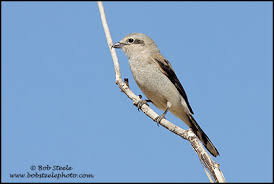 Attēlu rezultāti vaicājumam “Lanius excubitor adult”