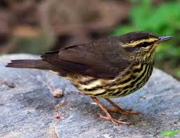 Image result for Seiurus noveboracensis