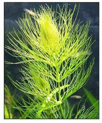 Attēlu rezultāti vaicājumam “Ceratophyllum submersum leaf”