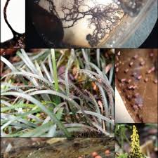 Attēlu rezultāti vaicājumam “Lamproderma nigrescens stalked”