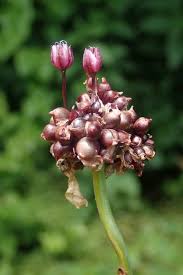 Attēlu rezultāti vaicājumam “Allium scorodoprasum fruit”