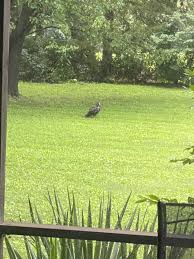 Image result for pheega