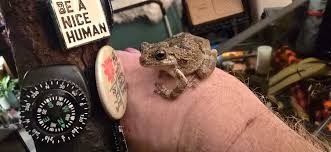 Image result for Bath Amphibians