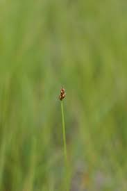 Attēlu rezultāti vaicājumam “Carex chordorrhiza”