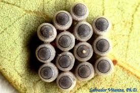 Attēlu rezultāti vaicājumam “Pentatomidae eggs”