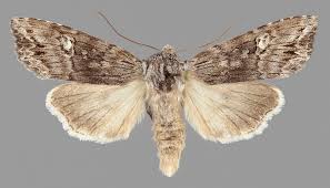 Attēlu rezultāti vaicājumam “Lithomoia solidaginis”