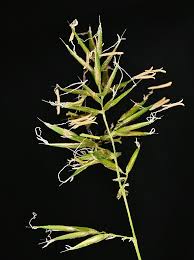 Attēlu rezultāti vaicājumam “Anthoxanthum odoratum fruit”