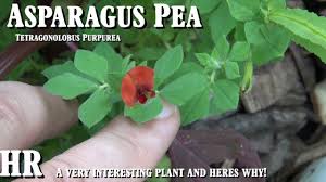 Image result for Lotus tetragonolobus