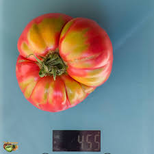 Afbeeldingsresultaat voor caspian pink tomato