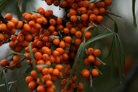 Attēlu rezultāti vaicājumam “Hippophae rhamnoides”