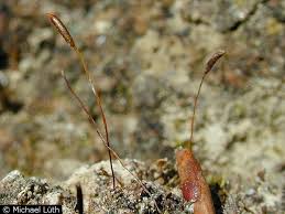 Attēlu rezultāti vaicājumam “Aloina rigida”