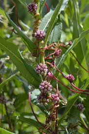 Attēlu rezultāti vaicājumam “Cuscuta europaea”