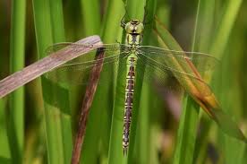 Attēlu rezultāti vaicājumam “Aeshna viridis”