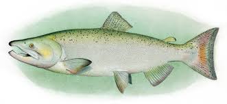 Image result for Oncorhynchus