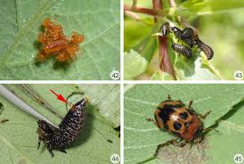 Attēlu rezultāti vaicājumam “Gonioctena viminalis”