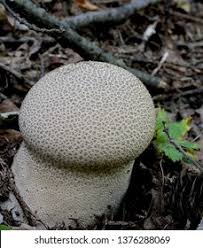 Attēlu rezultāti vaicājumam “Calvatia utriformis”