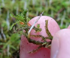 Attēlu rezultāti vaicājumam “Eocronartium muscicola”