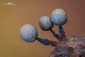 Attēlu rezultāti vaicājumam “Cribraria cancellata var. fusca spores”