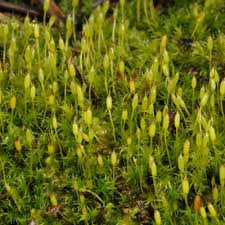 Attēlu rezultāti vaicājumam “Racomitrium canescens sporophyte”