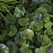 Attēlu rezultāti vaicājumam “Asarum europaeum leaf”