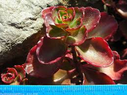 Attēlu rezultāti vaicājumam “Phedimus spurius leaf”