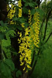 Attēlu rezultāti vaicājumam “Laburnum anagyroides”
