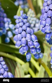 Attēlu rezultāti vaicājumam “Muscari armeniacum flower”