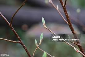 Attēlu rezultāti vaicājumam “Fraxinus excelsior Pendula bud”