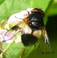 Attēlu rezultāti vaicājumam “Volucella pellucens”