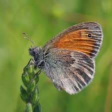 Attēlu rezultāti vaicājumam “Coenonympha pamphilus underside”