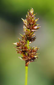 Attēlu rezultāti vaicājumam “Carex diandra leaf”