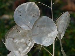 Image result for Lunaria annua