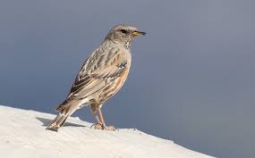 Image result for Prunella collaris