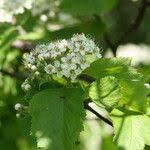 Attēlu rezultāti vaicājumam “Crataegus chlorosarca”