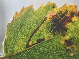 Attēlu rezultāti vaicājumam “Collaria arcyrionema young”