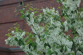 Attēlu rezultāti vaicājumam “Prunus padus var. roseiflora flower”