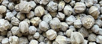 Attēlu rezultāti vaicājumam “Petractis sp.”